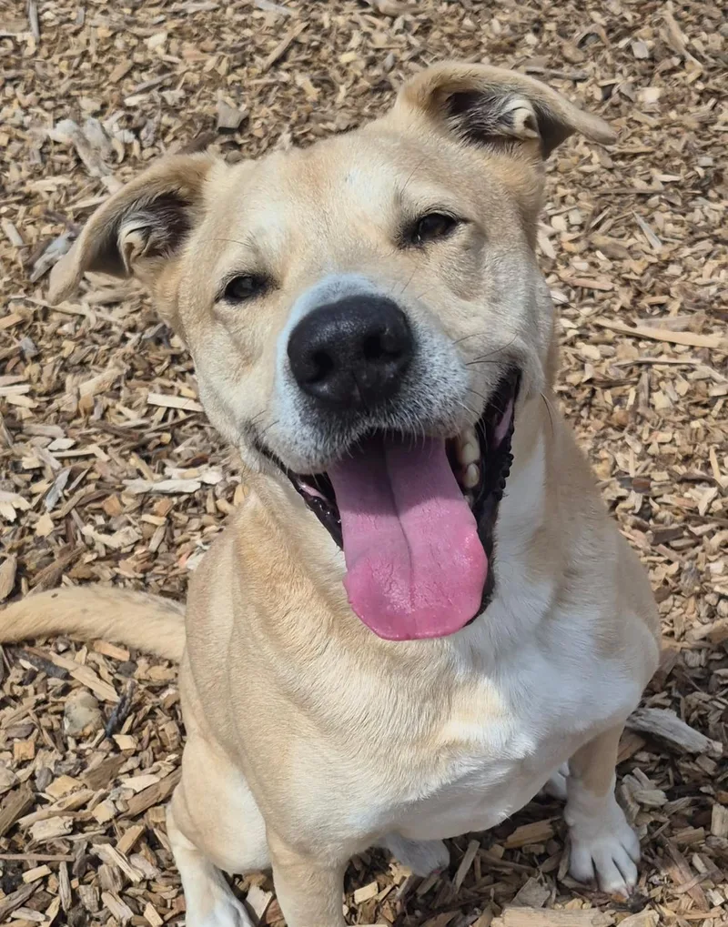 An adult medium-sized male Yellow / Tan / Blond / Fawn Labrador Retriever dog named Arnold for adoption in Lapeer, MI