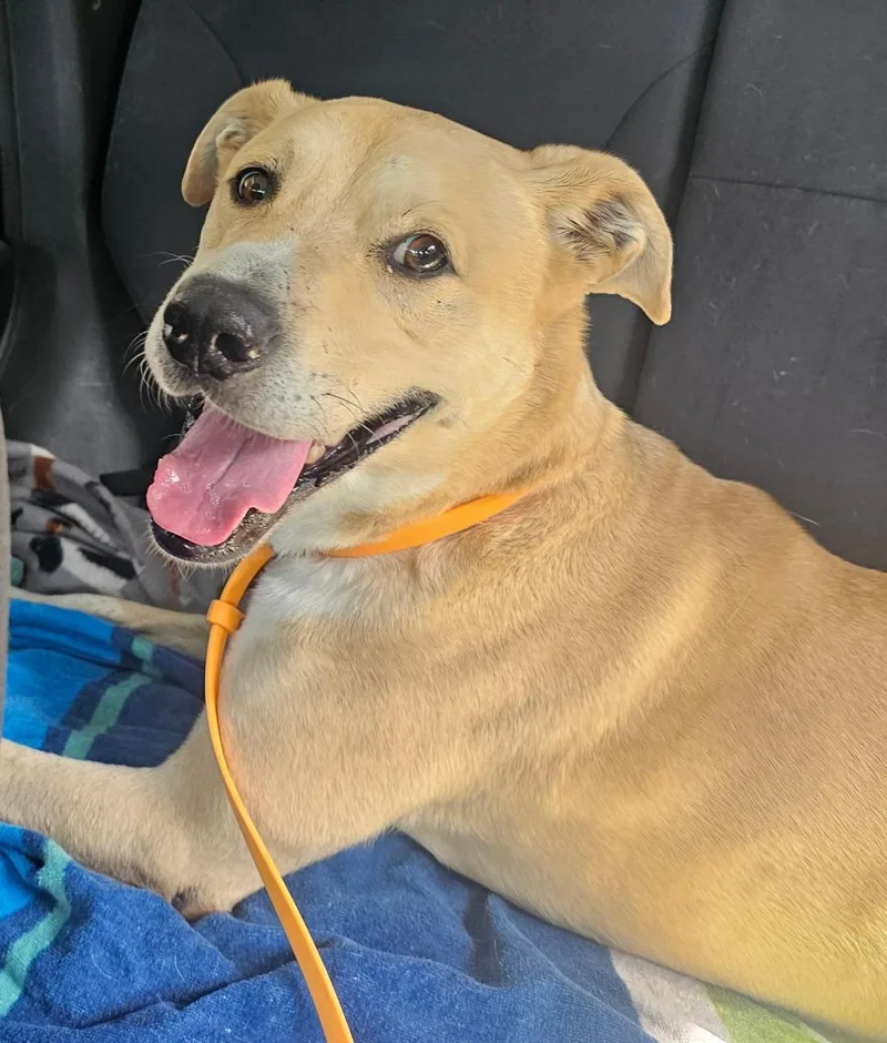 Arnold thumbnail 4