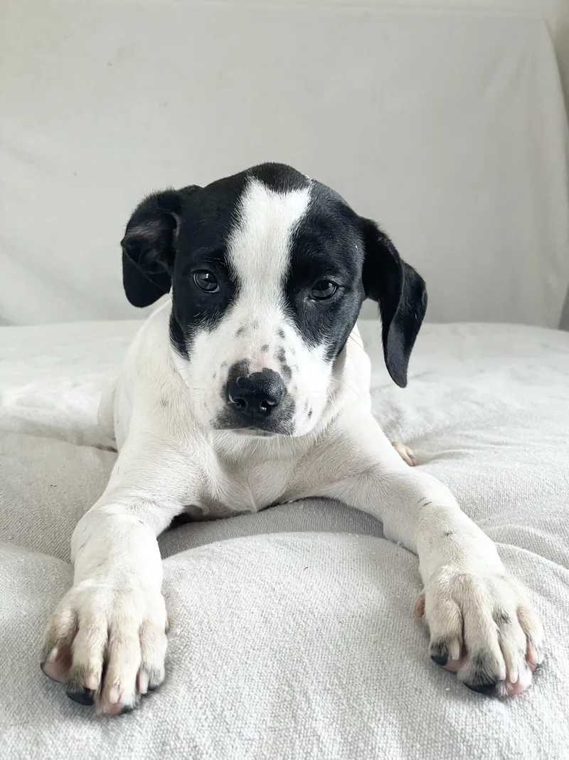 A baby medium-sized female Black Hound dog named Cuddly Crochet for adoption in Burlington, NC