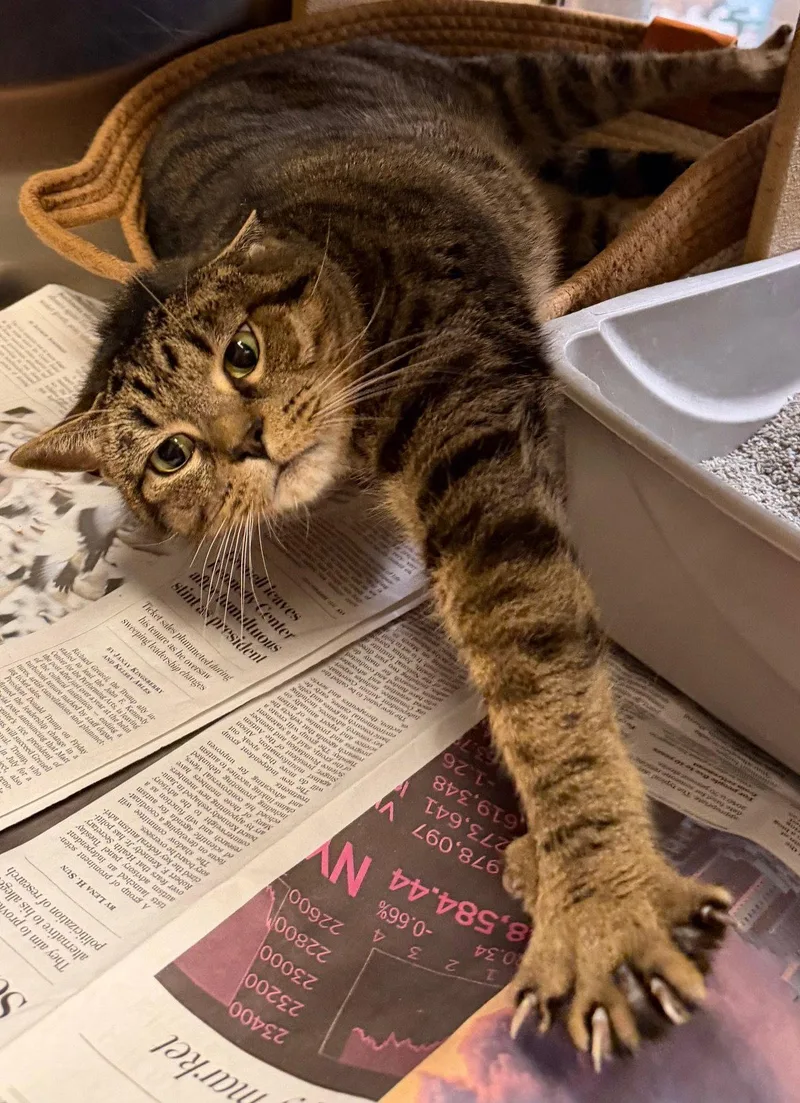 An adult medium-sized female Domestic Short Hair cat named Cheetah for adoption in Herndon, VA