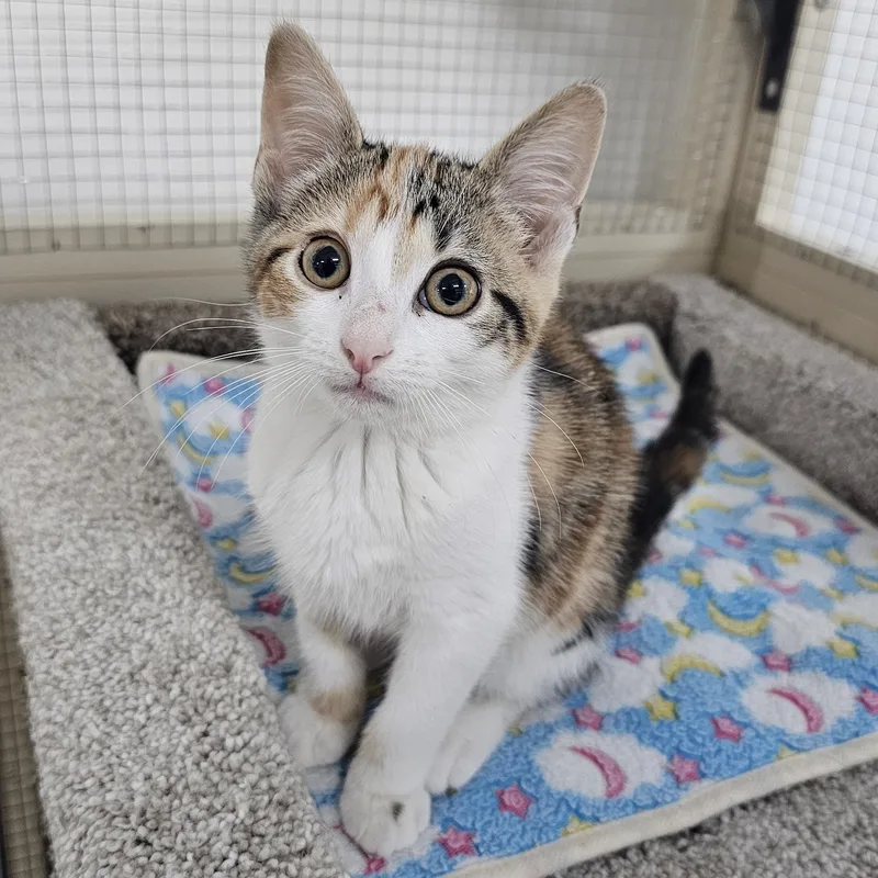 A baby medium-sized female Calico Domestic Short Hair cat named Pickle for adoption in Toledo, OH