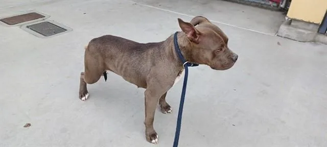 A young medium-sized female Pit Bull Terrier dog named Cassie for adoption in Baldwin Park, CA