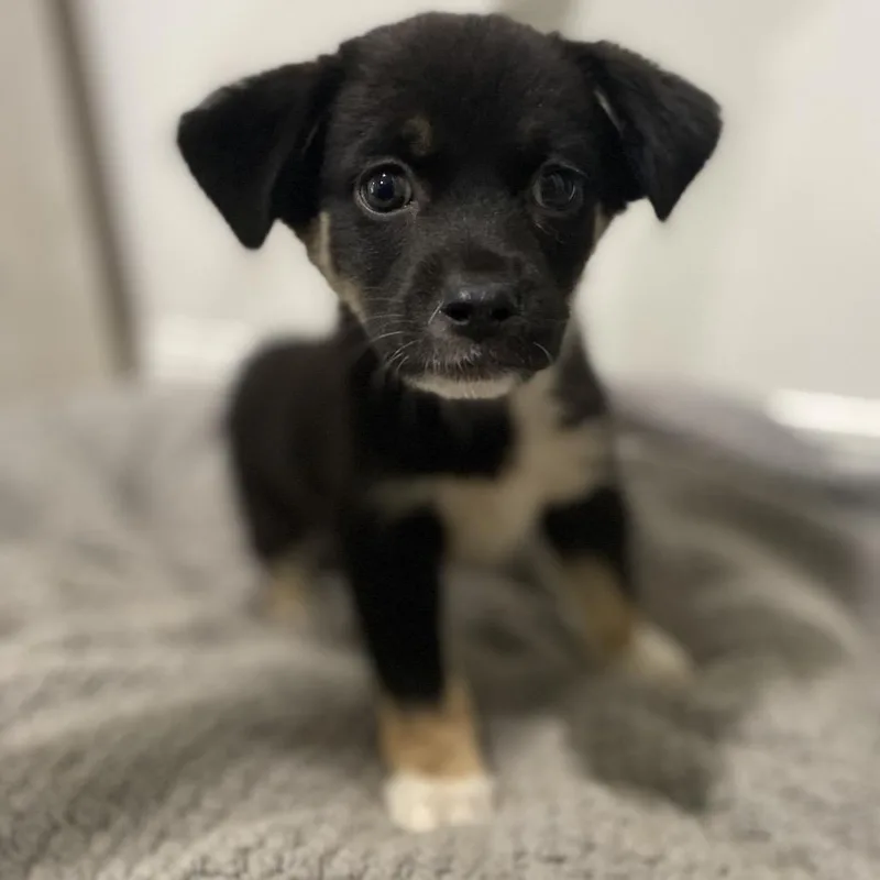 A baby medium-sized female Black Australian Shepherd dog named Breezy for adoption in Escondido, CA