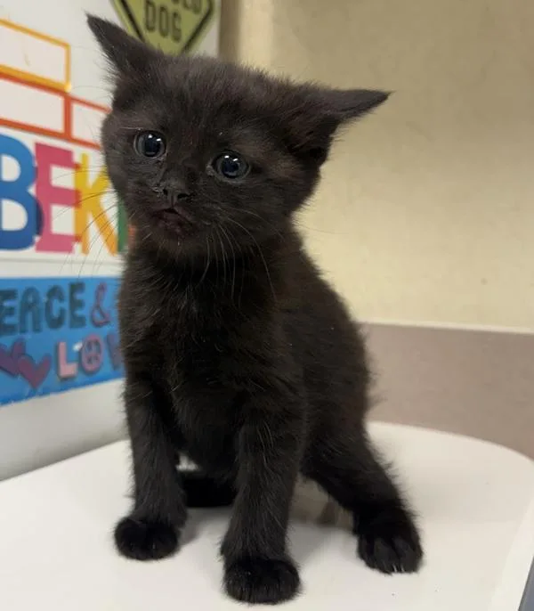 A baby small-sized female Domestic Short Hair cat named Kurrat for adoption in Salisbury, MD