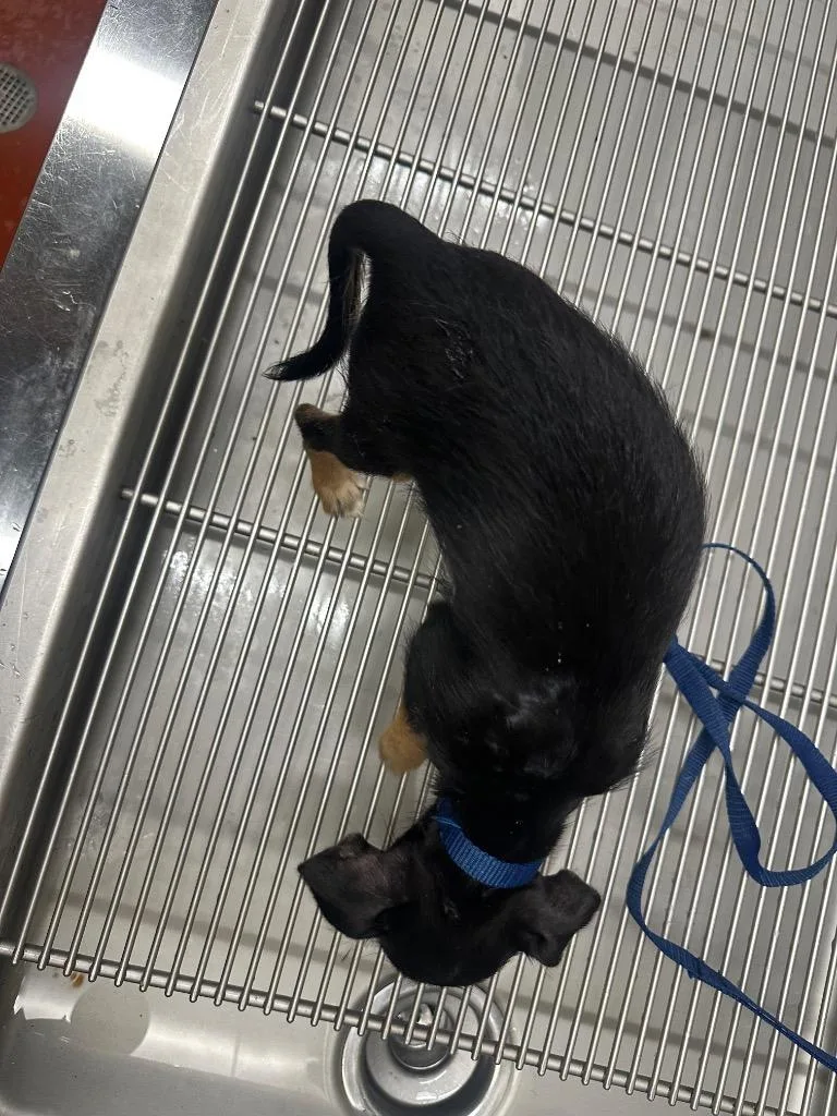 A baby small-sized female Chihuahua dog named Tiny for adoption in Douglasville, GA