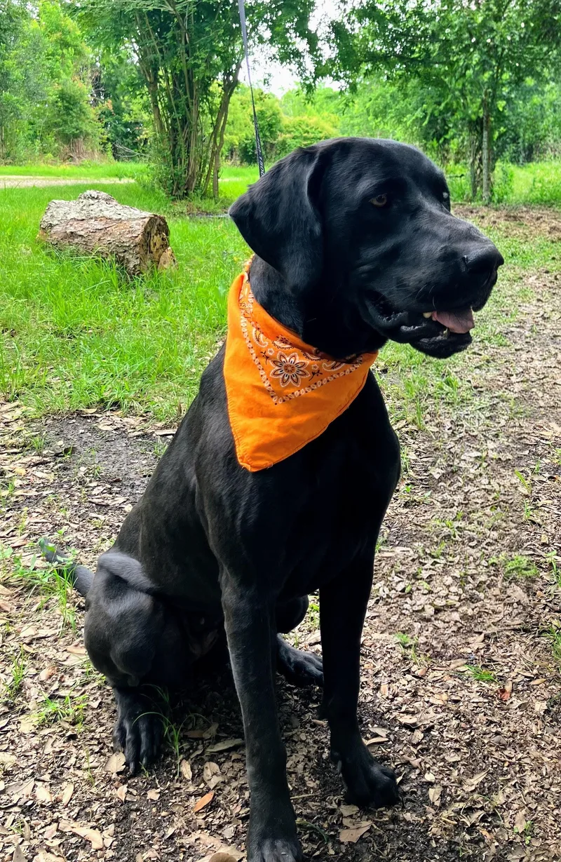 A young large-sized female Black Labrador Retriever dog named Honey June for adoption in Willington, CT