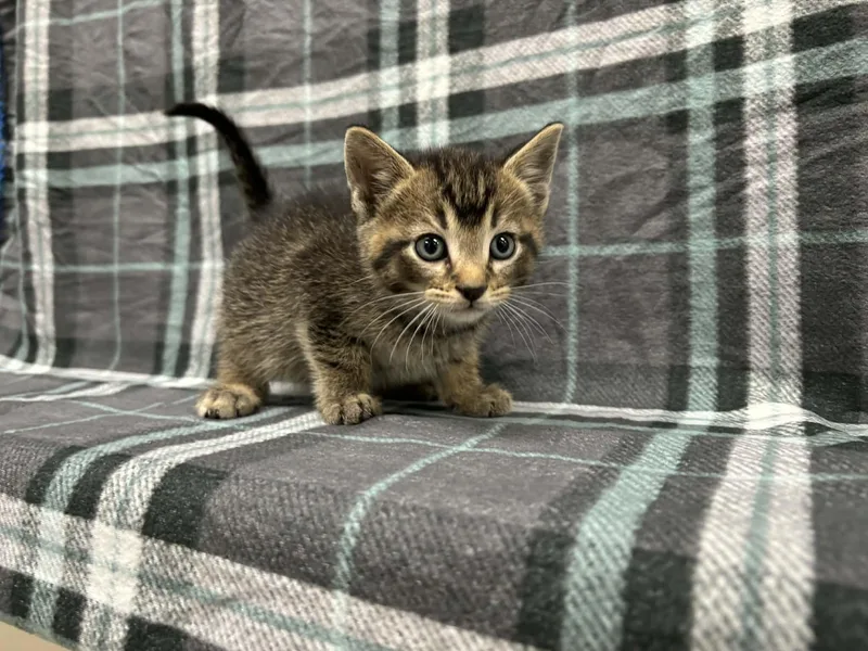 Shamrock thumbnail 2