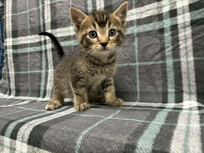 Shamrock thumbnail 3