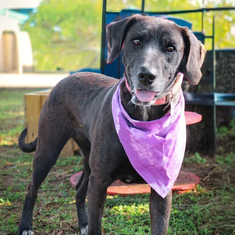 Callista thumbnail 2