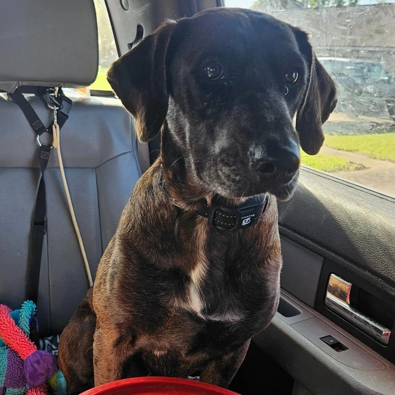 Callista thumbnail 3