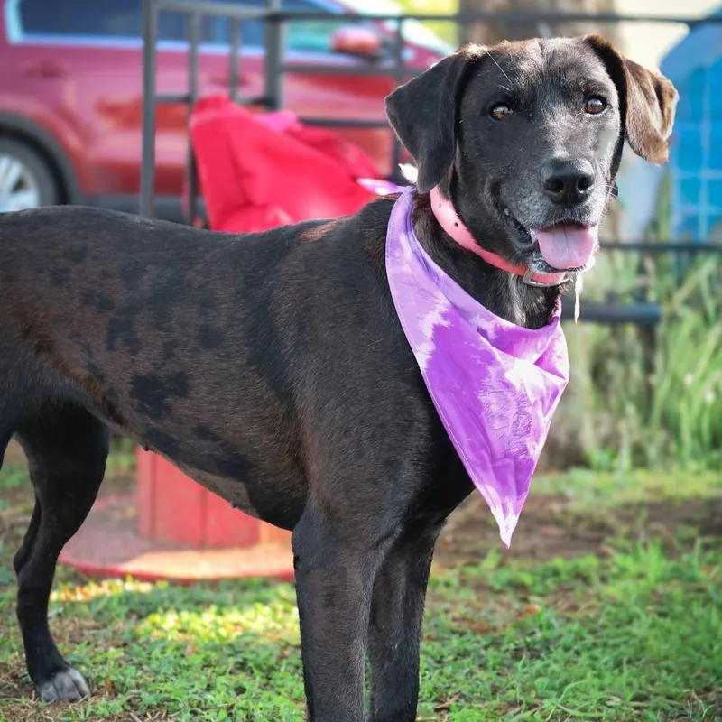 Callista thumbnail 4