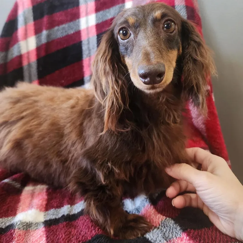 An adult small-sized female Brown / Chocolate Dachshund dog named Plush for adoption in Jackson, MO