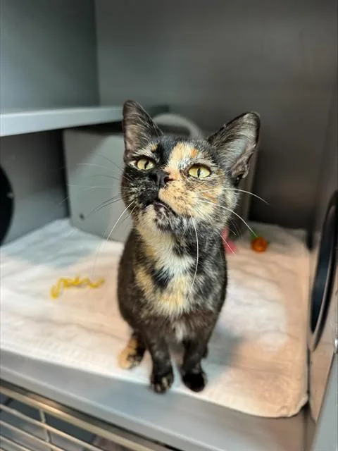 A young medium-sized female Domestic Short Hair cat named Jamie Lynn for adoption in Leesburg, VA