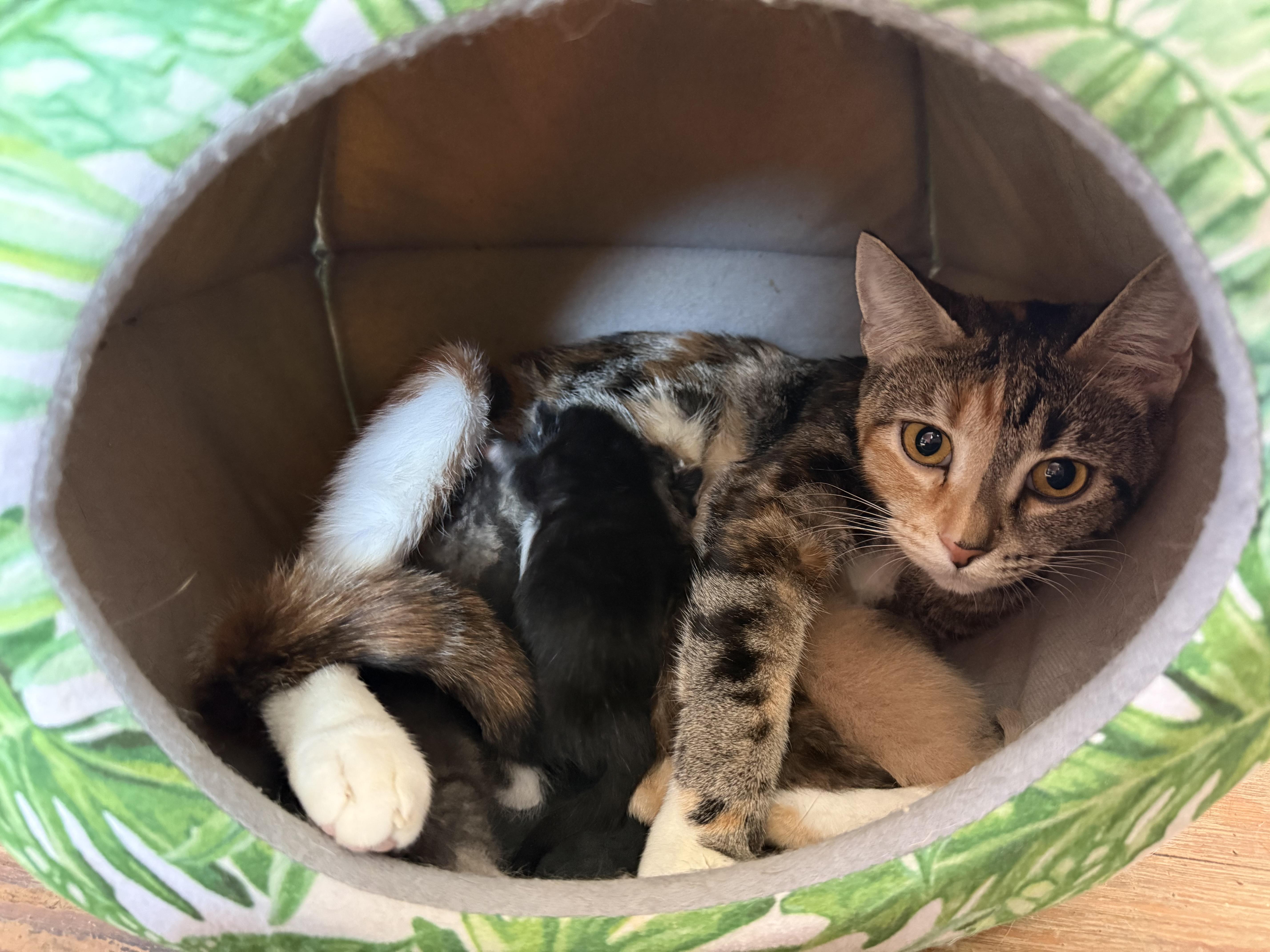 A young medium-sized female Domestic Short Hair cat named Crumpet for adoption in Bethel Park, PA