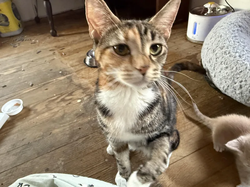 Crumpet thumbnail 2
