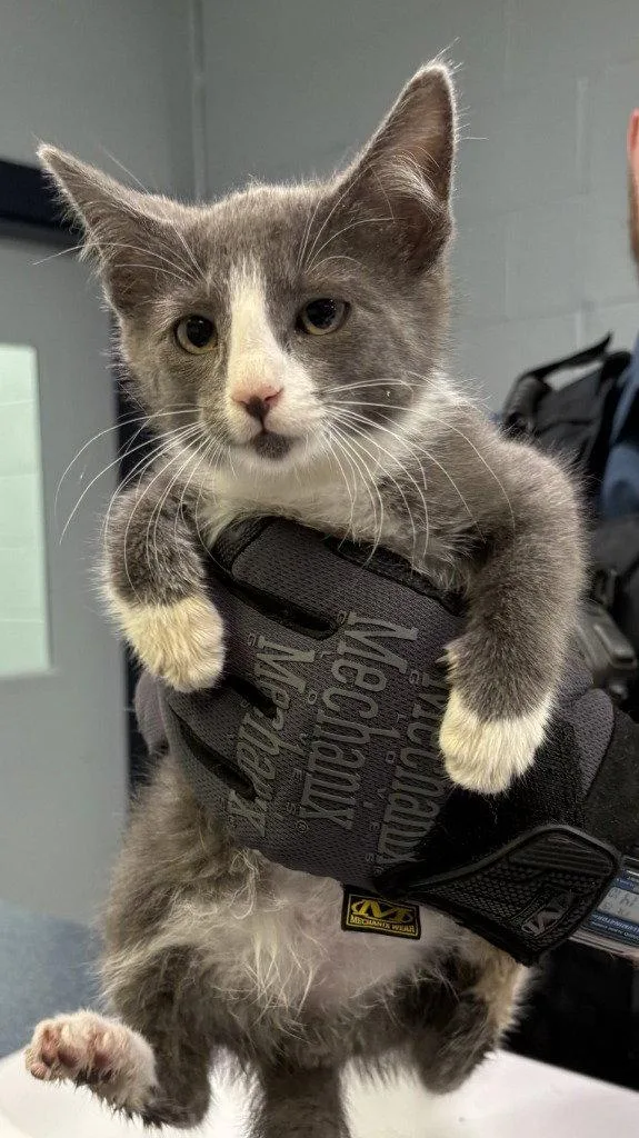 A baby small-sized male Domestic Short Hair cat named CA  Rocky for adoption in Glen Allen, VA