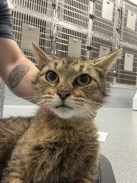 A young medium-sized female Domestic Short Hair cat named Mother for adoption in Indianapolis, IN
