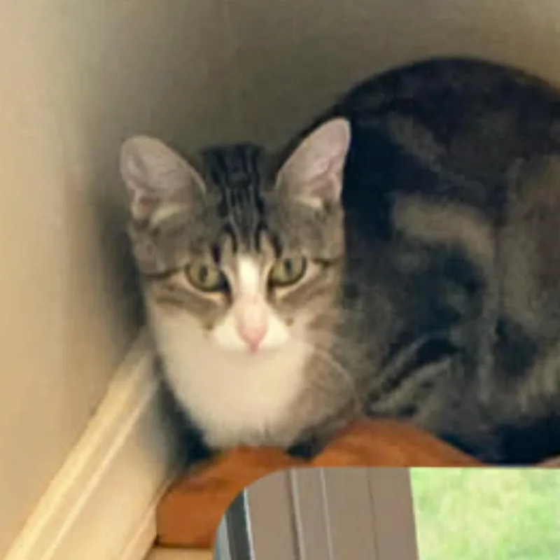 A young medium-sized female American Shorthair cat named Tammy for adoption in mount vernon, AR