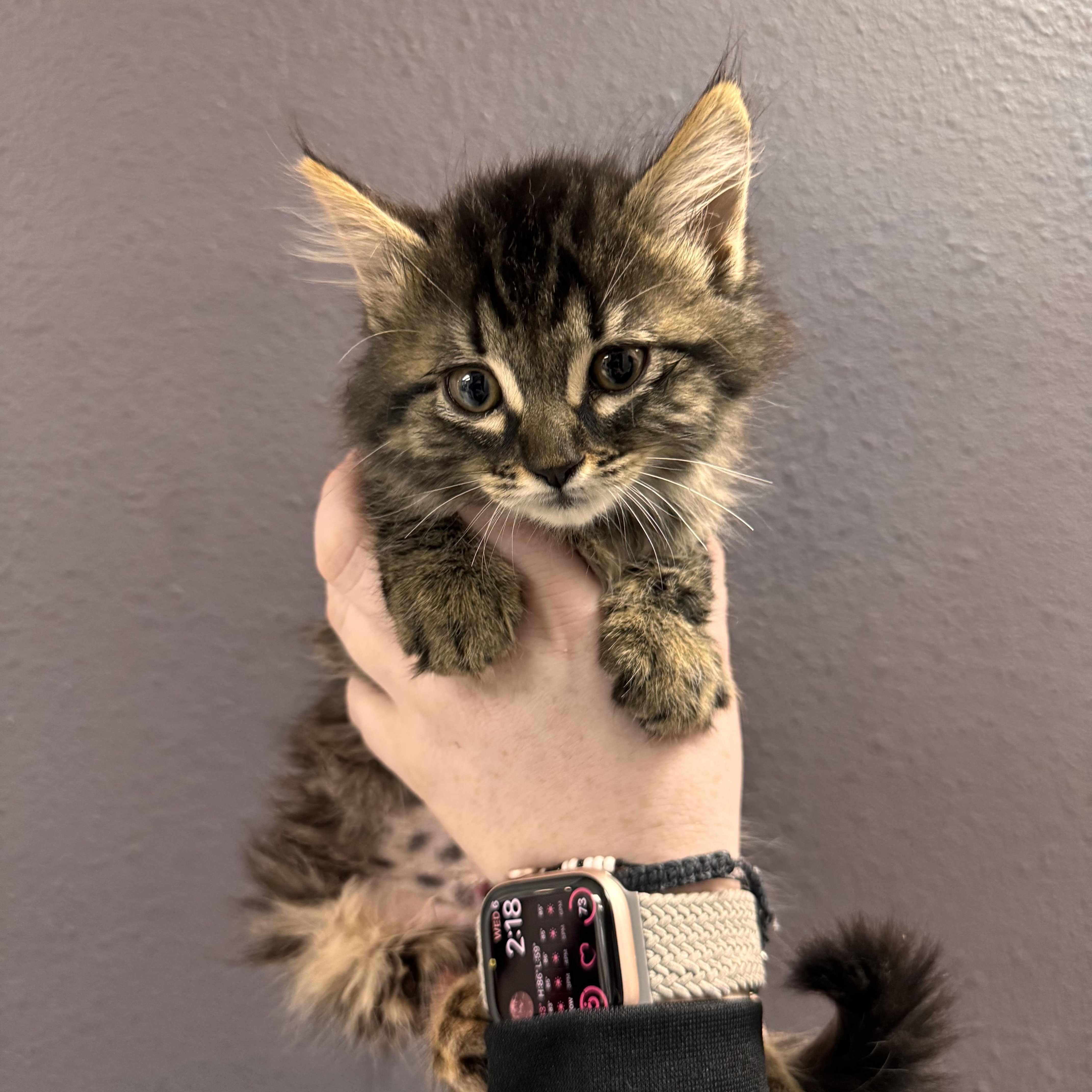 A baby medium-sized female Tabby cat named Thyme for adoption in Henderson, NV