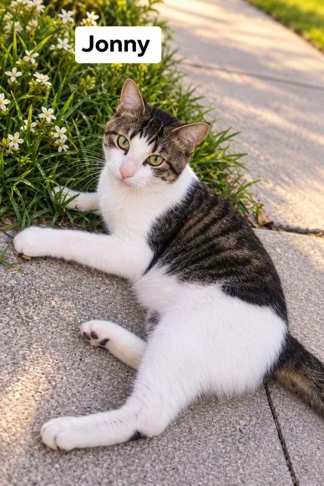 An adult large-sized male Domestic Short Hair cat named Jonny for adoption in Orlando, FL