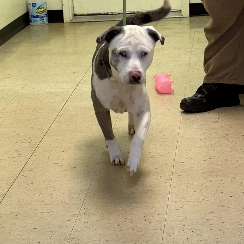 Merle "haggard" thumbnail 2