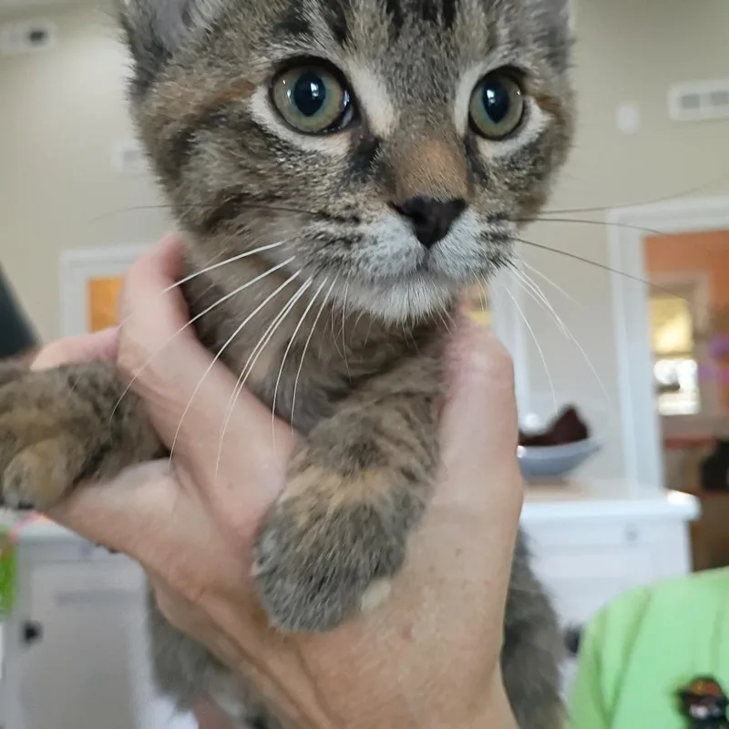 A baby small-sized female Domestic Short Hair cat named Abba for adoption in Muncie, IN