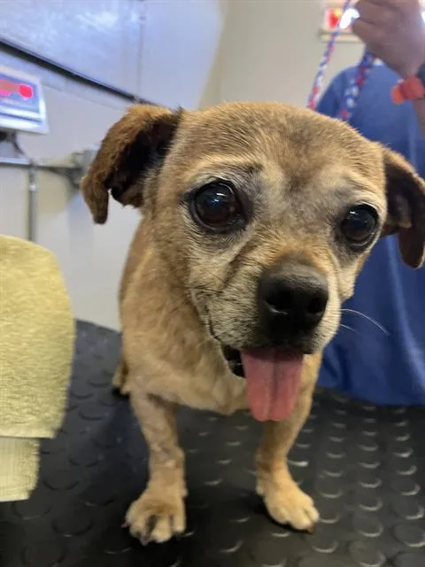 A senior small-sized male Chihuahua dog named Buster for adoption in Camarillo, CA