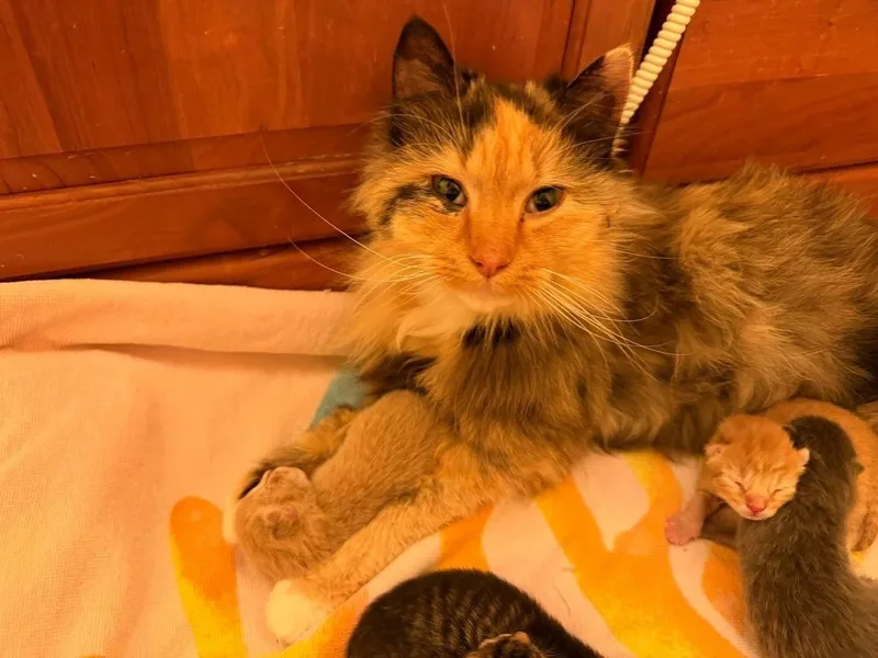 A young large-sized female Domestic Long Hair cat named Mama Livvy for adoption in Telford, PA