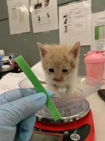 A baby small-sized male Domestic Short Hair cat named Jupiter for adoption in San Martin, CA