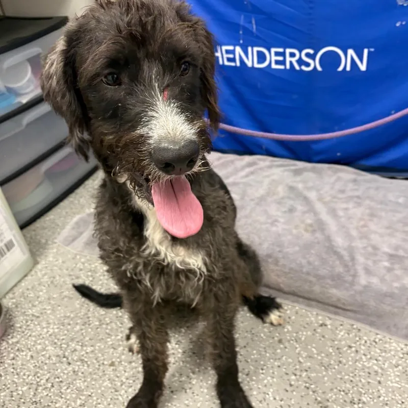 An adult large-sized male Black Standard Poodle dog named HACCStray for adoption in Henderson, NV