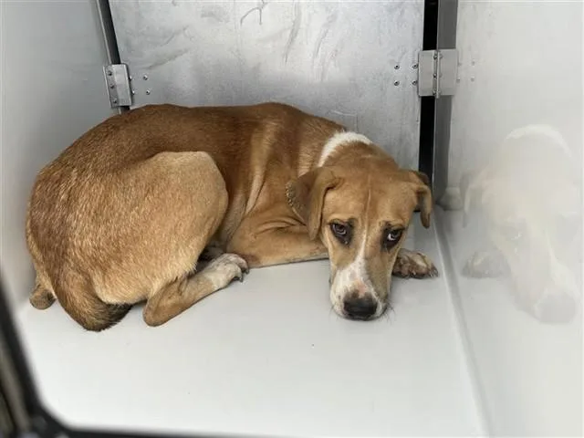 An adult large-sized male Labrador Retriever dog named Milo for adoption in Houston, TX