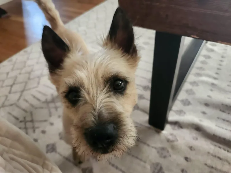 A young small-sized male Apricot / Beige Cairn Terrier dog named OTIS in Utah for adoption in Chicago, IL