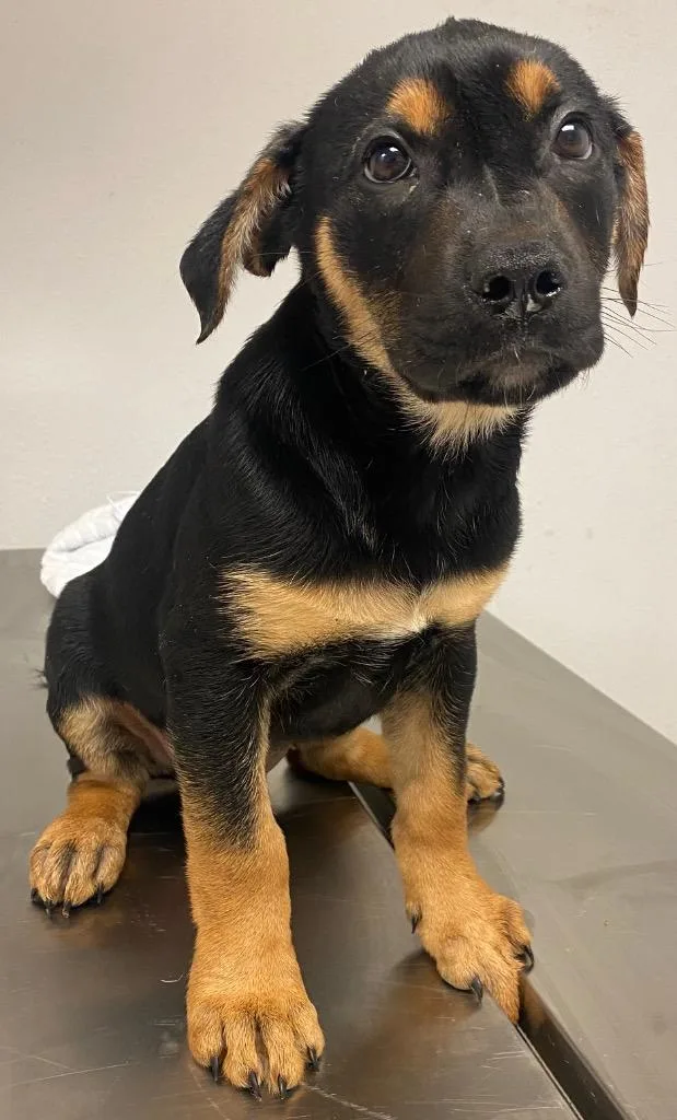 A baby large-sized male Shepherd dog named Tiger for adoption in Lockhart, TX