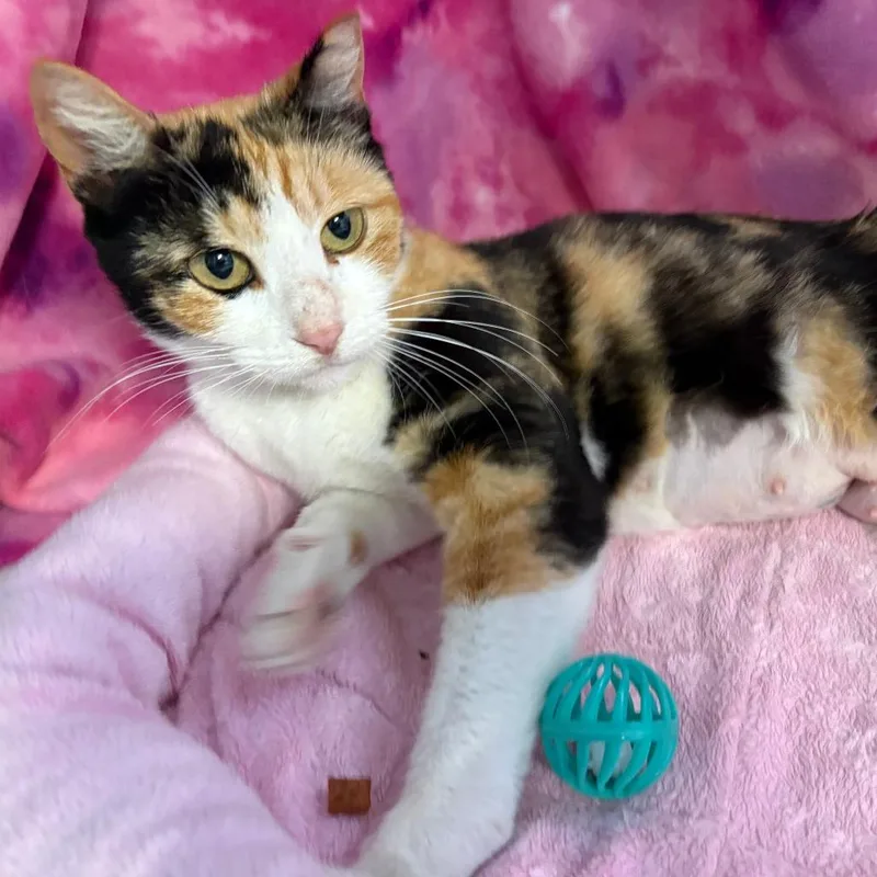A young medium-sized female Calico Domestic Short Hair cat named Angie for adoption in Jupiter, FL