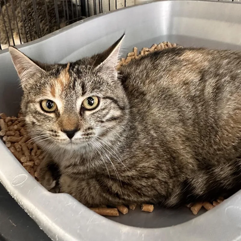 A young small-sized female Torbie Domestic Short Hair cat named Maysilee for adoption in Rocky Mount, VA