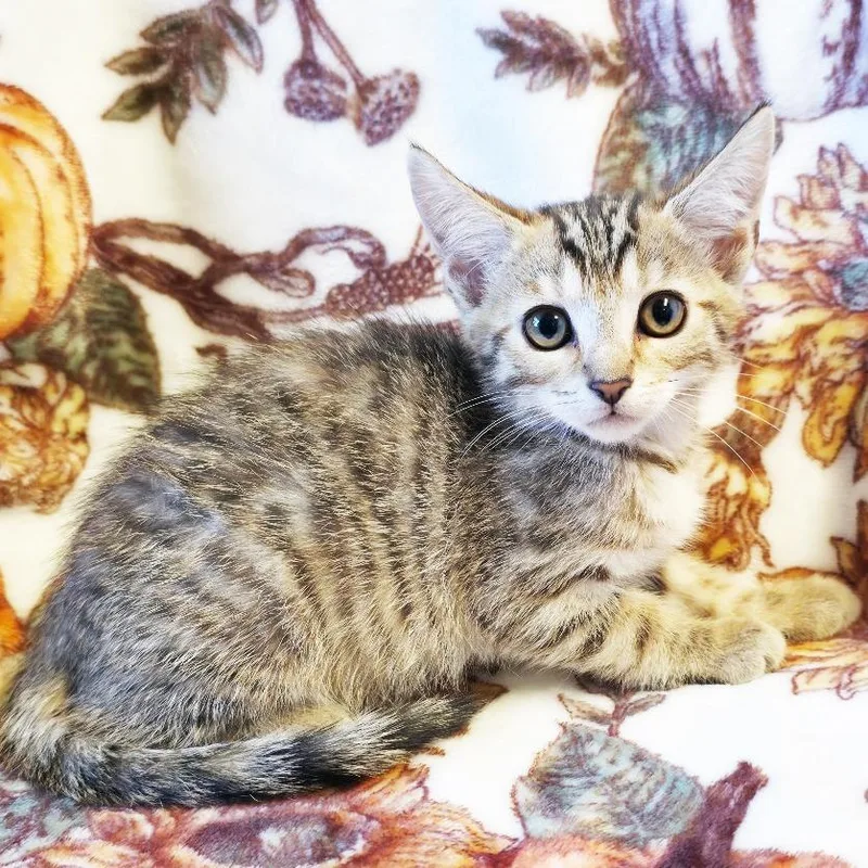 A baby small-sized female Brown / Chocolate Domestic Short Hair cat named Fig for adoption in Mount Juliet, TN