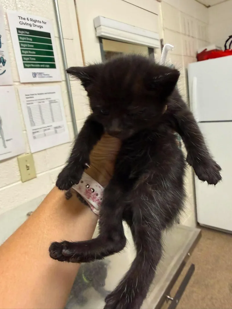 A baby medium-sized female Black Domestic Short Hair cat named Macaroni Salad for adoption in Fruit Heights, UT
