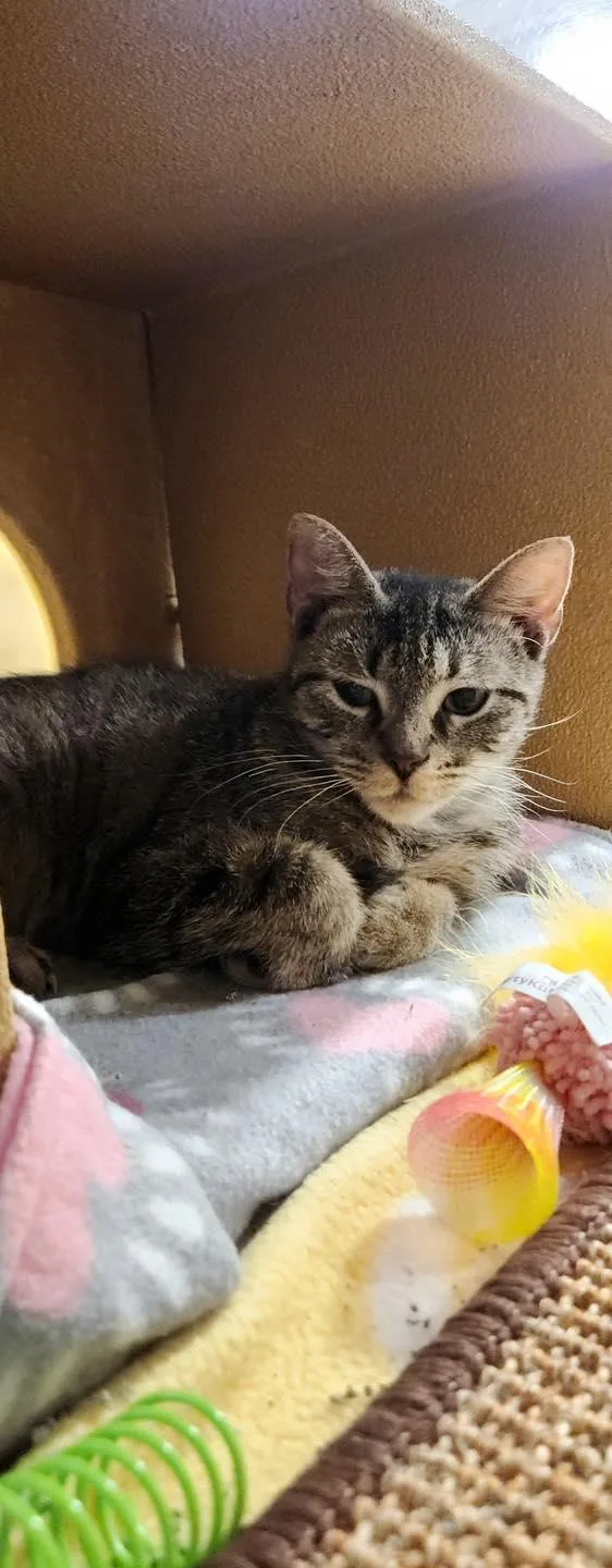 A young medium-sized female Tabby (Brown / Chocolate) Tabby cat named Nikkipaws for adoption in Farmland, IN