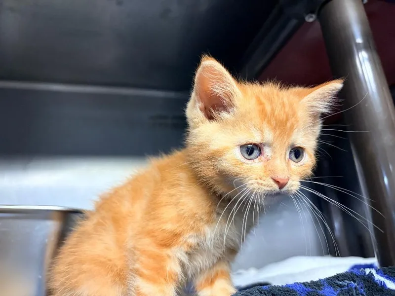 A baby medium-sized female Domestic Short Hair cat named Omlet for adoption in Huntington, IN