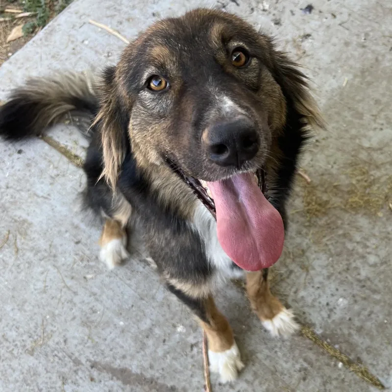 An adult medium-sized male Black Great Pyrenees dog named Billy for adoption in Laredo, TX