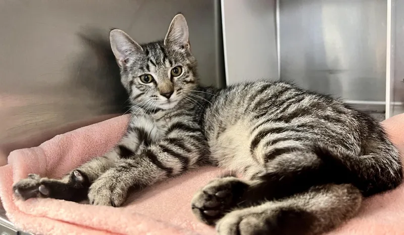 A young medium-sized male Tabby (Tiger Striped) Domestic Short Hair cat named Biscuit for adoption in Edinburg, VA