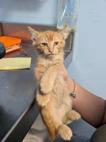 A baby small-sized male Domestic Medium Hair cat named Dark Blue for adoption in Bakersfield, CA