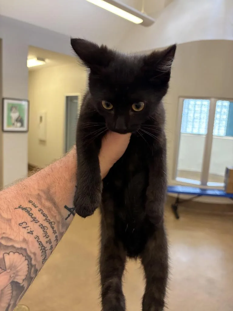 A baby medium-sized male Domestic Short Hair cat named Syl for adoption in Florence, SC