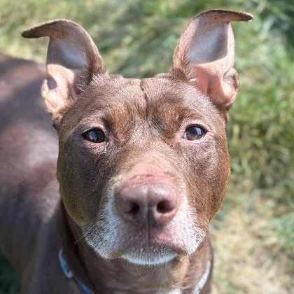 A senior medium-sized male Brown / Chocolate Pit Bull Terrier dog named Scooter for adoption in Jefferson, WI