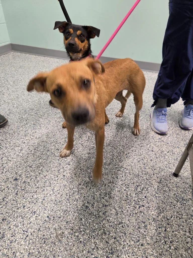 A young medium-sized female Terrier dog named Shortcake for adoption in Athens, TN