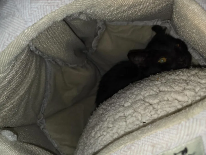 A baby small-sized female Domestic Short Hair cat named Secret for adoption in Carthage, MO