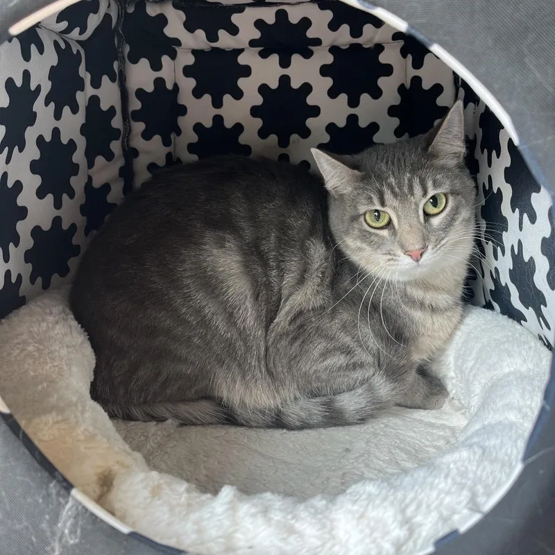 Bloody Mary thumbnail 2