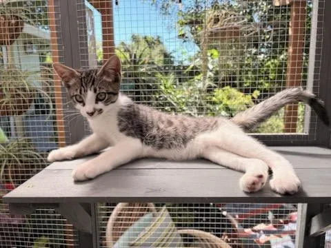 A baby medium-sized male Domestic Short Hair cat named Remi for adoption in Walnut Creek, CA