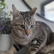 A baby medium-sized male Tabby (Brown / Chocolate) Domestic Short Hair cat named Jinx for adoption in Liverpool, TX