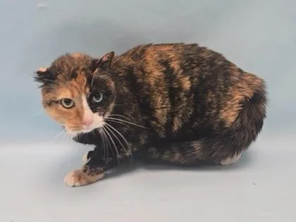 An adult small-sized female Domestic Long Hair cat named Pretzel for adoption in Coon Rapids, MN